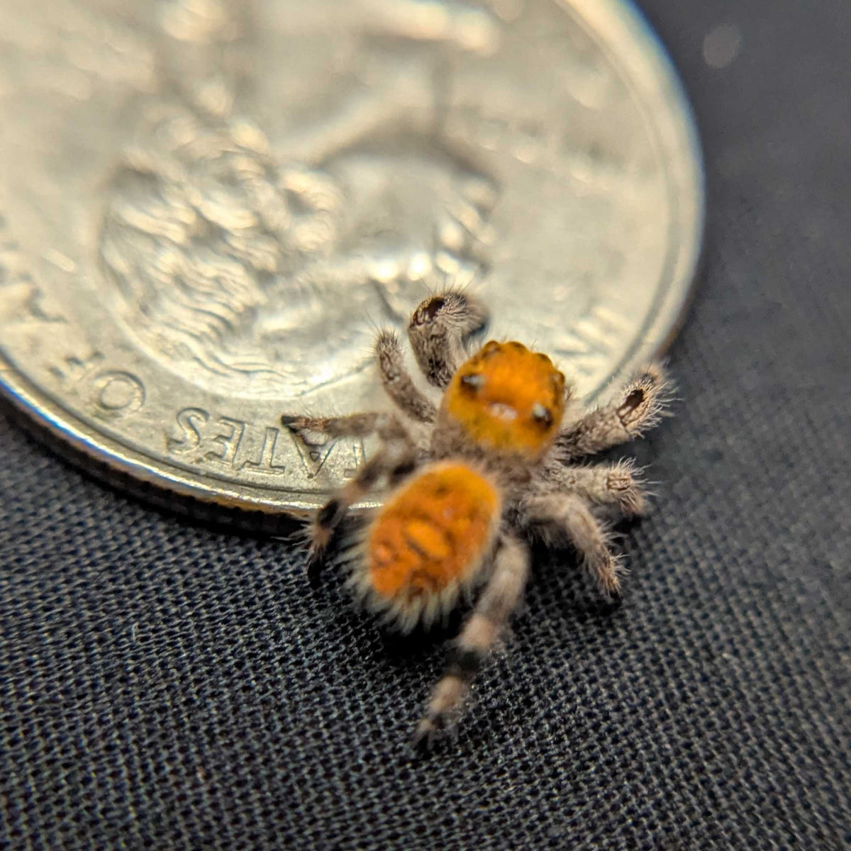 Regal Jumping Spider "Dream"