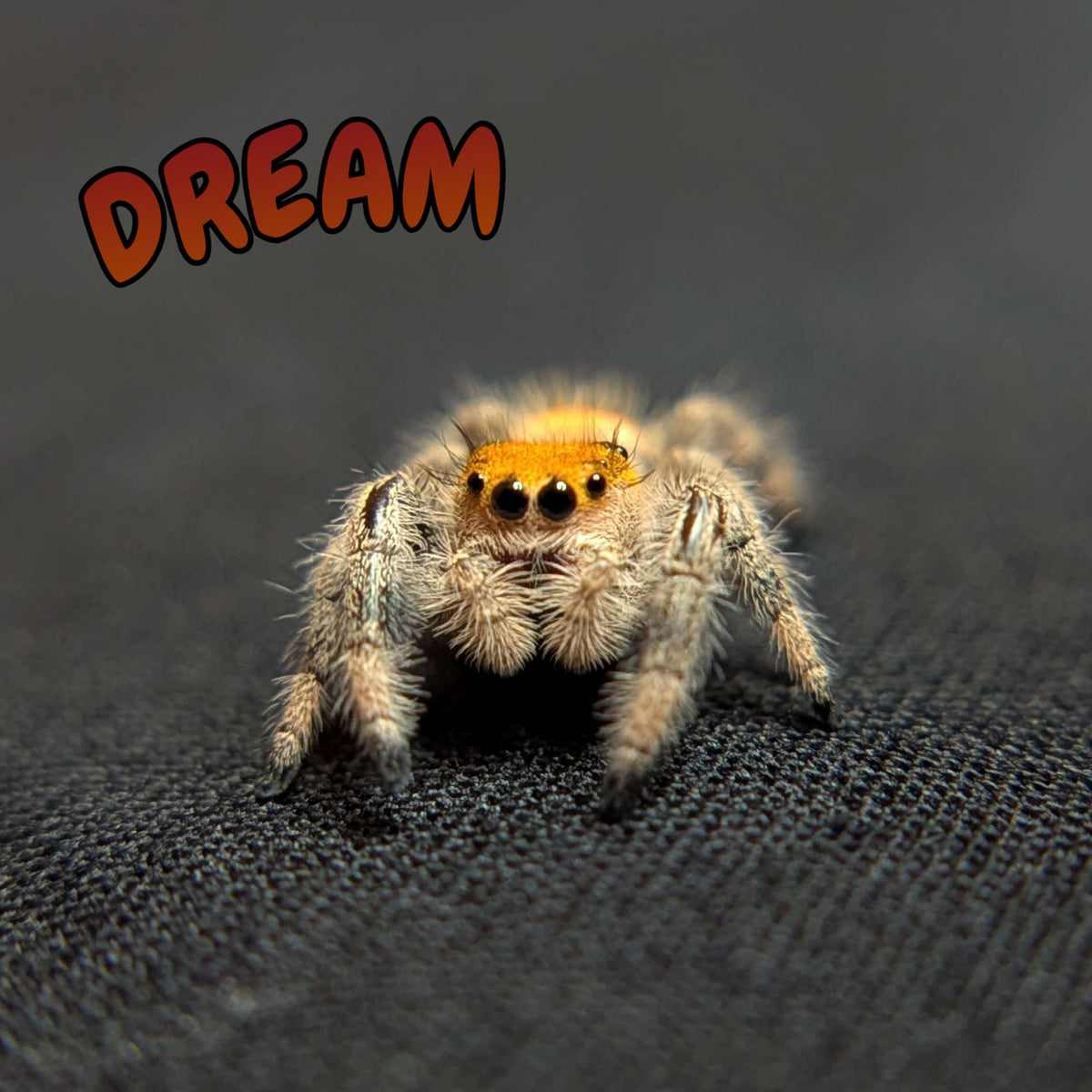 Regal Jumping Spider "Dream"