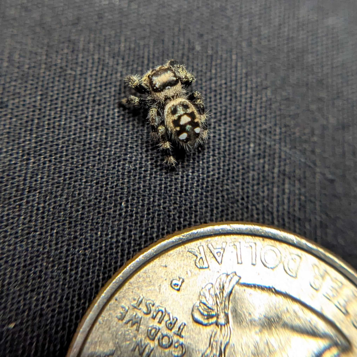 Regal Jumping Spider "Doobie”