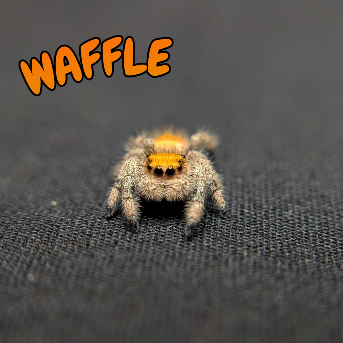 Regal Jumping Spider "Waffle"