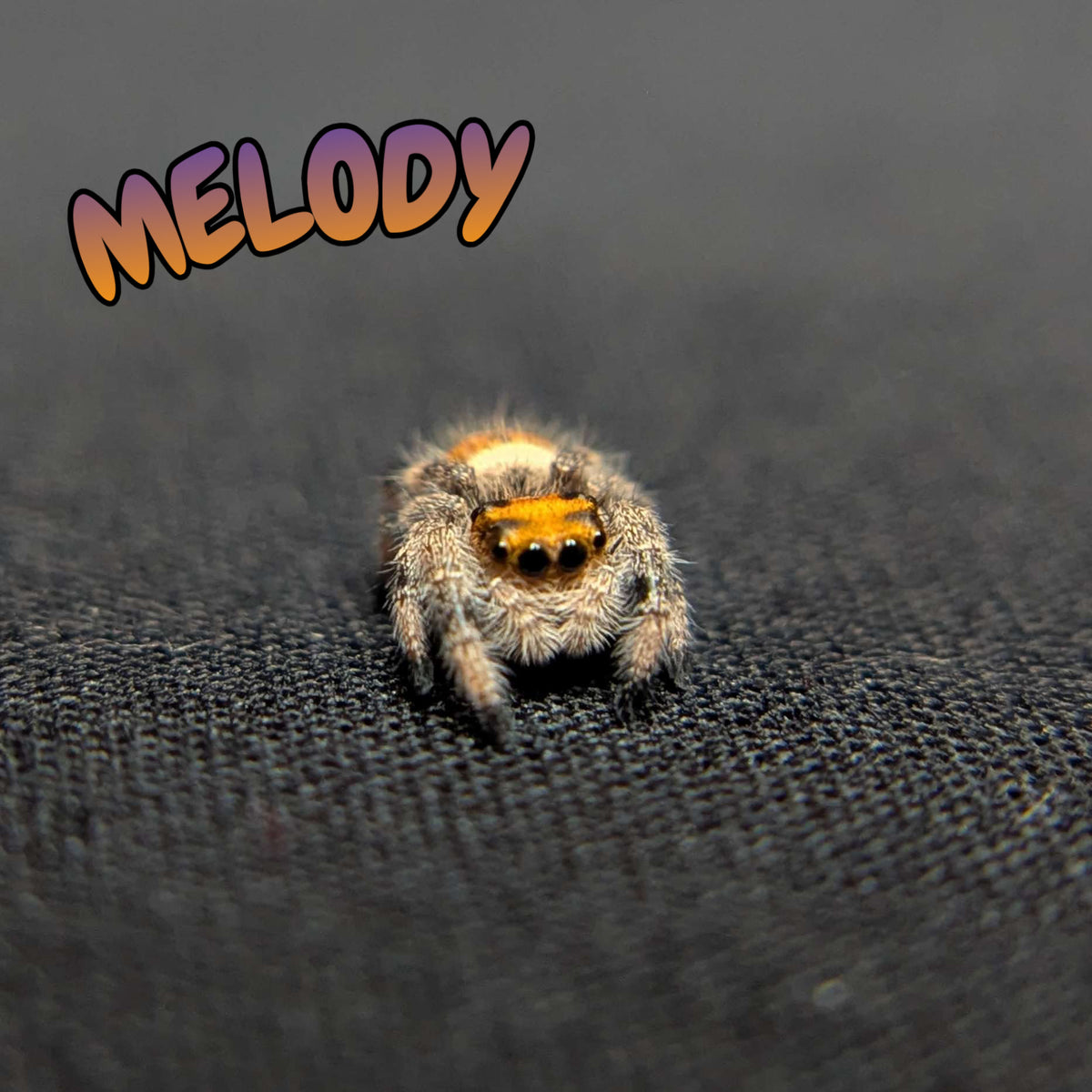Regal Jumping Spider "Melody"