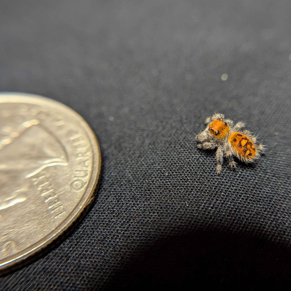 Regal Jumping Spider "Juniper"