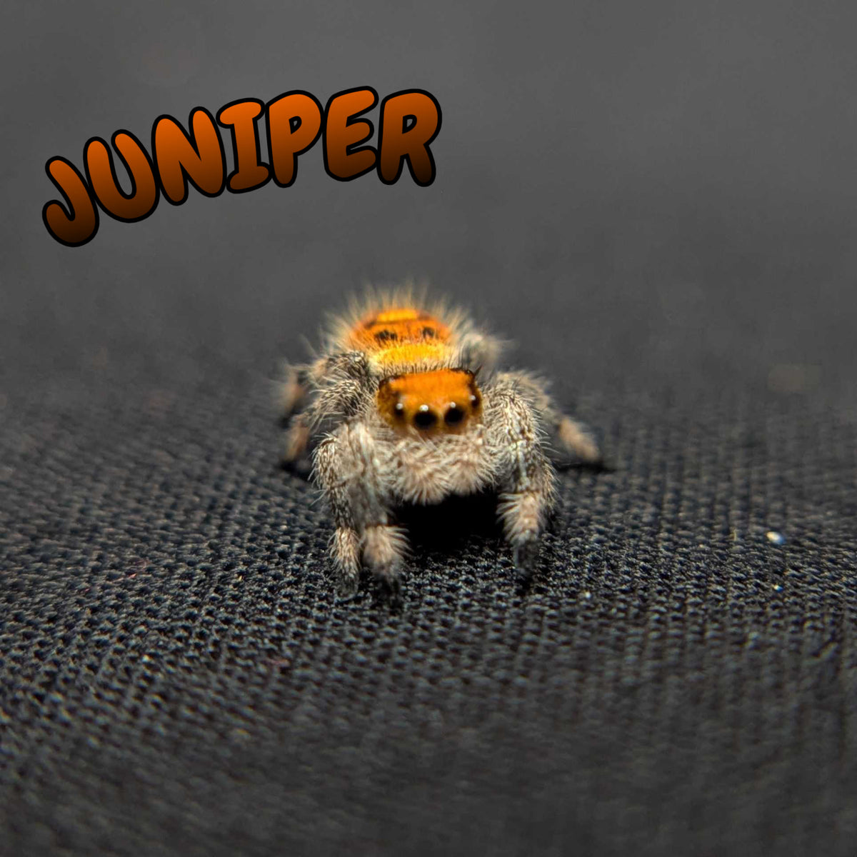 Regal Jumping Spider "Juniper"