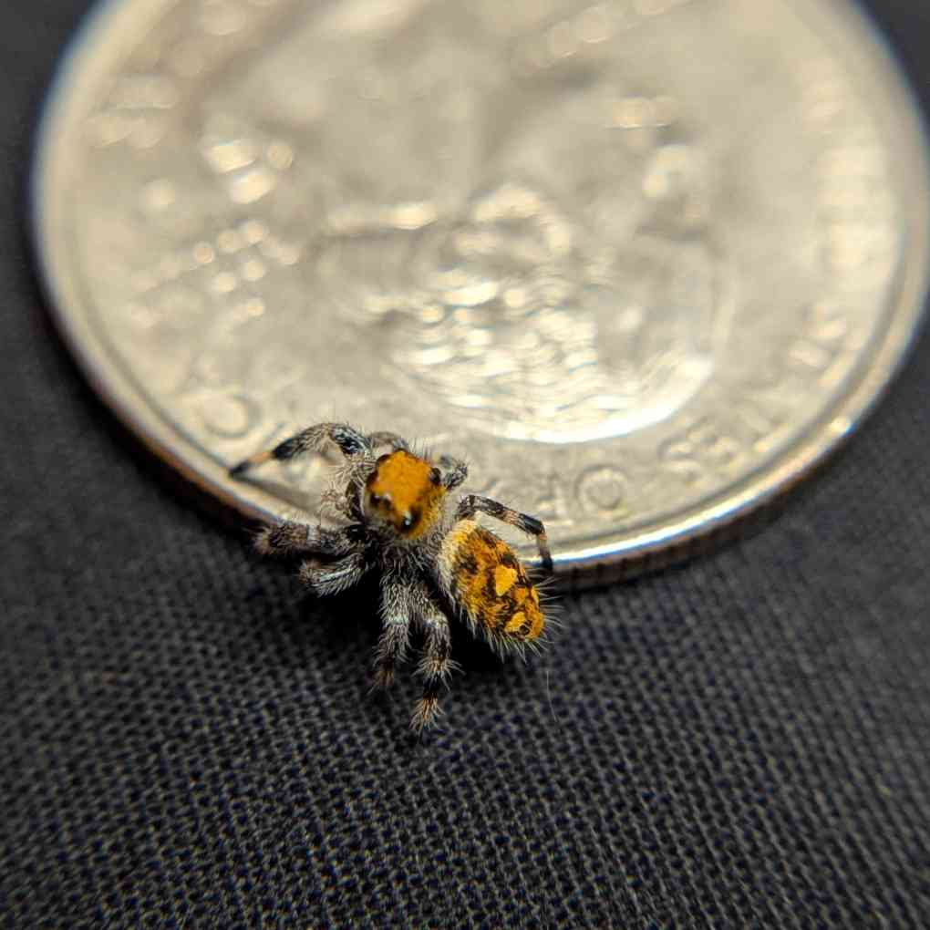 Regal Jumping Spider "Citrus"