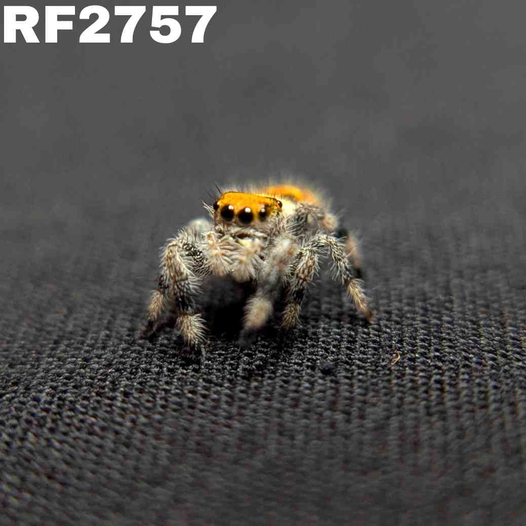 Regal Jumping Spider "Citrus"
