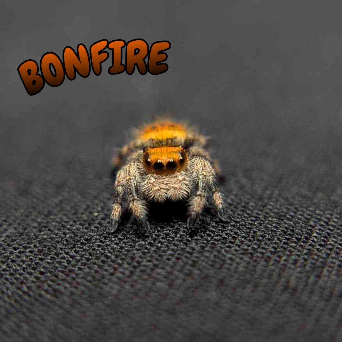 Regal Jumping Spider “Bonfire”