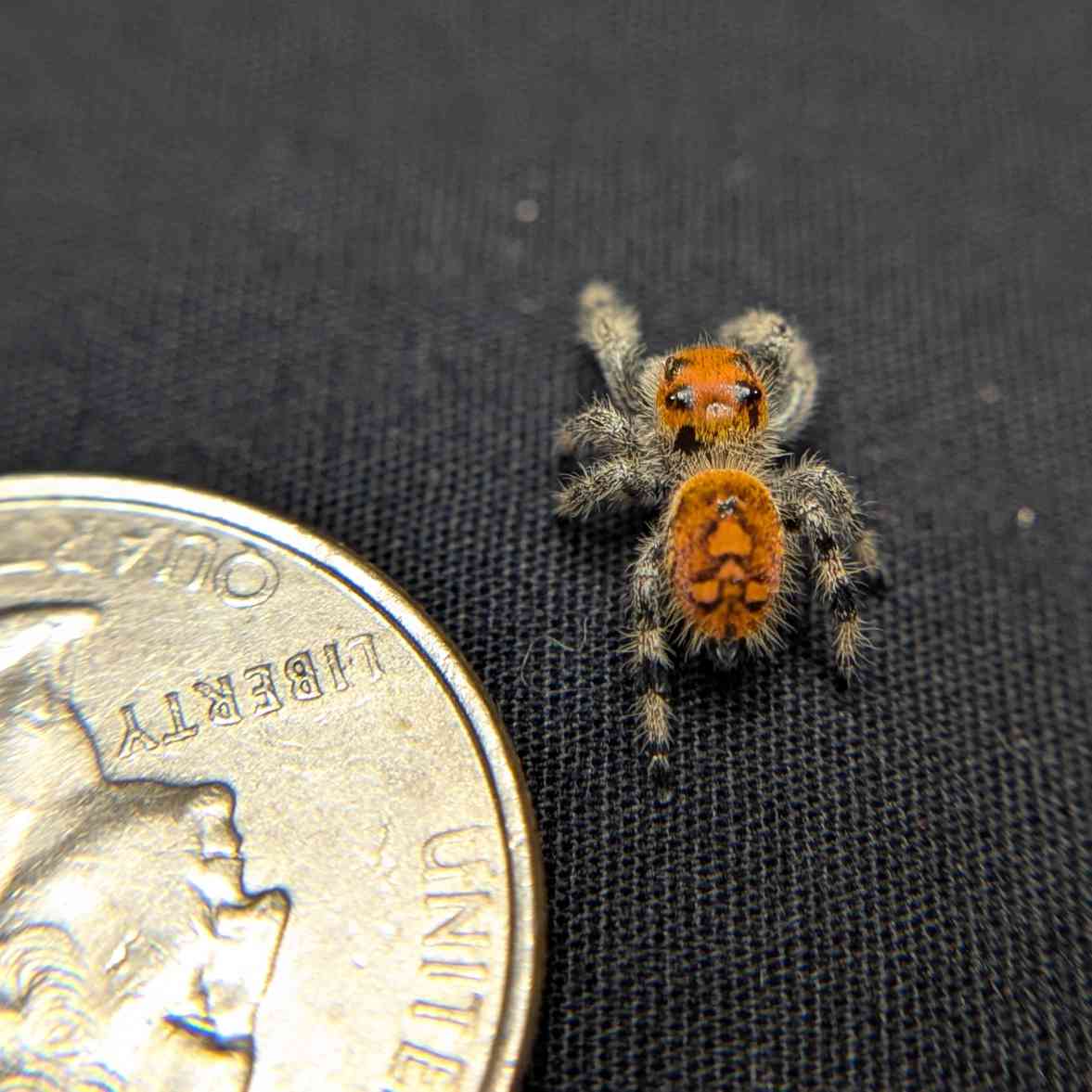Regal Jumping Spider “Inferno”