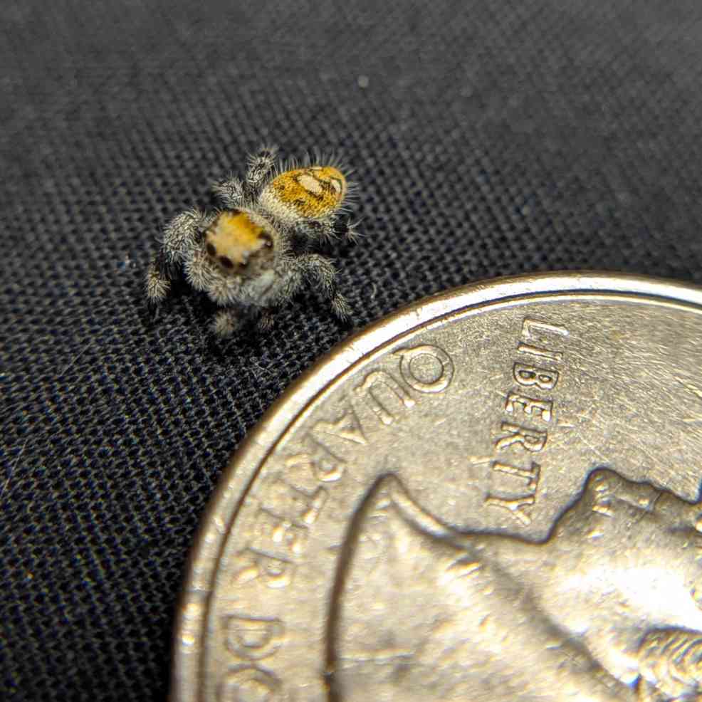Regal Jumping Spider “Honeycomb”