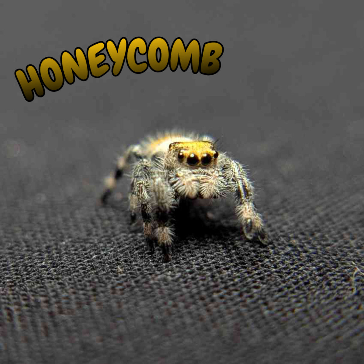 Regal Jumping Spider “Honeycomb”