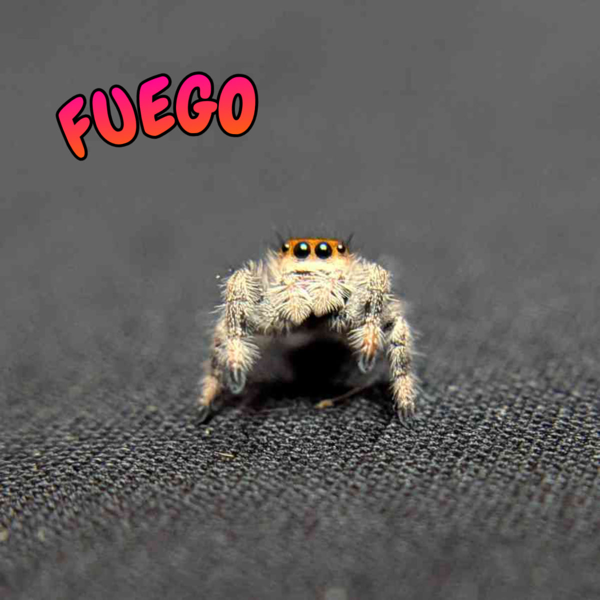 Regal Jumping Spider “Fuego”