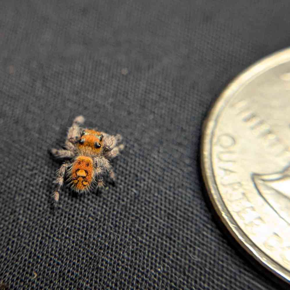Regal Jumping Spider "Pecan"