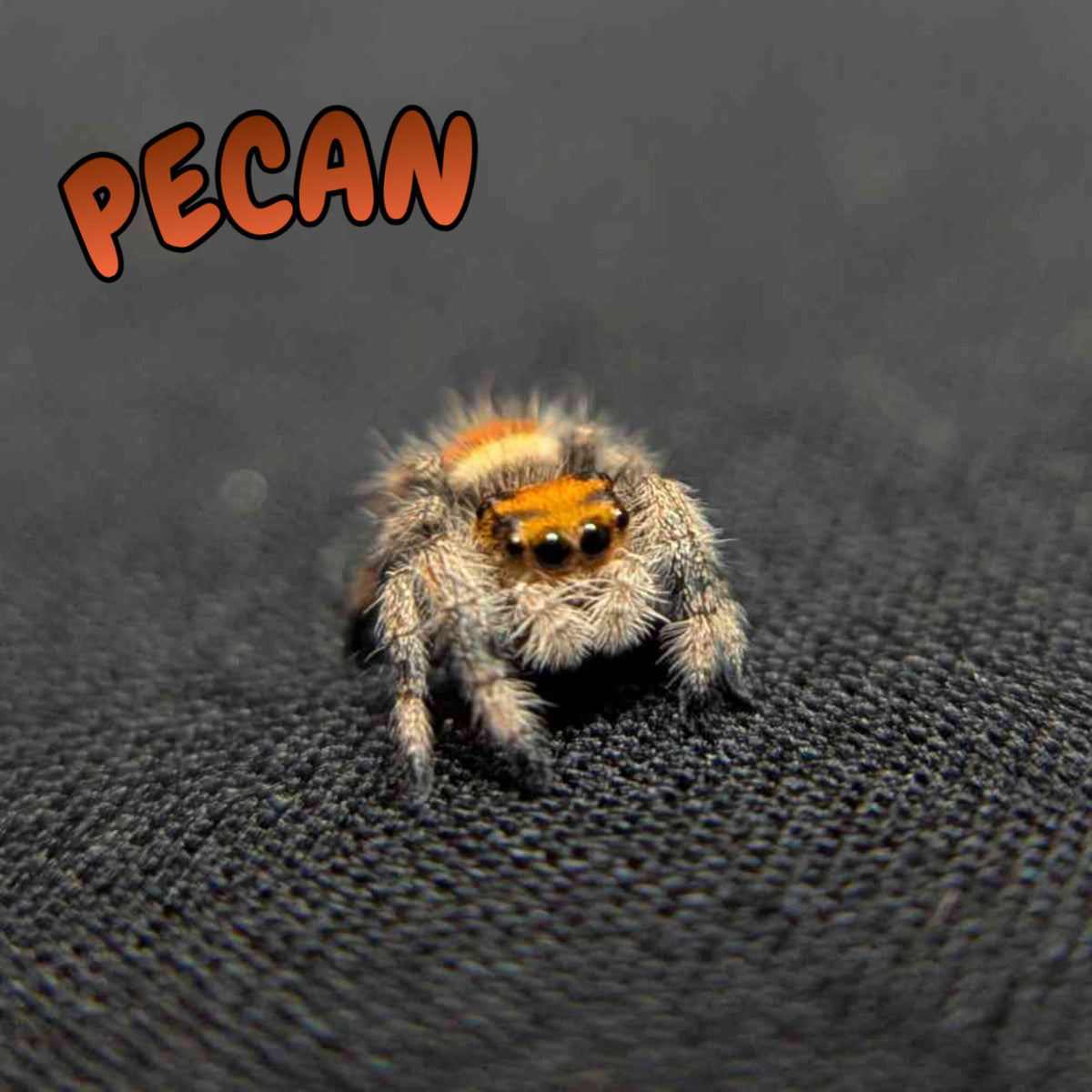 Regal Jumping Spider "Pecan"