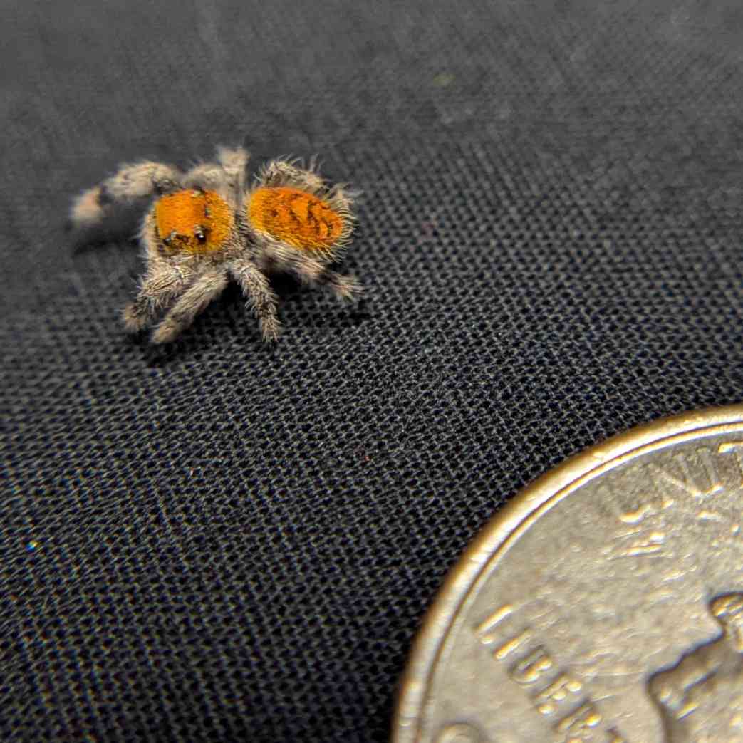 Regal Jumping Spider “Royal Yam”