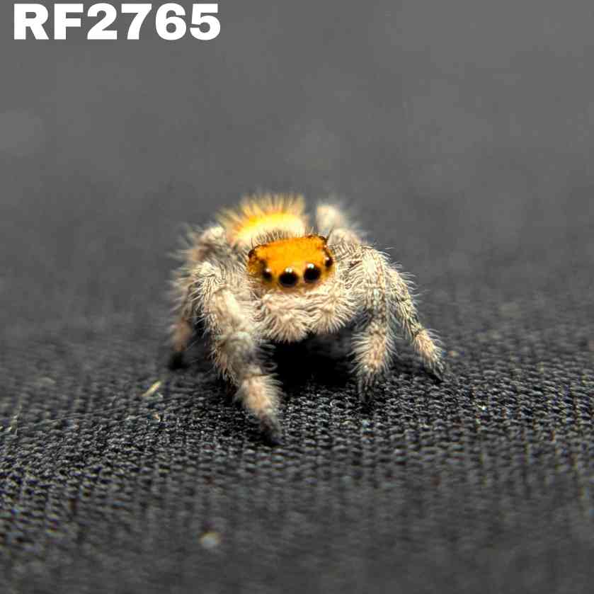 Regal Jumping Spider “Royal Yam”