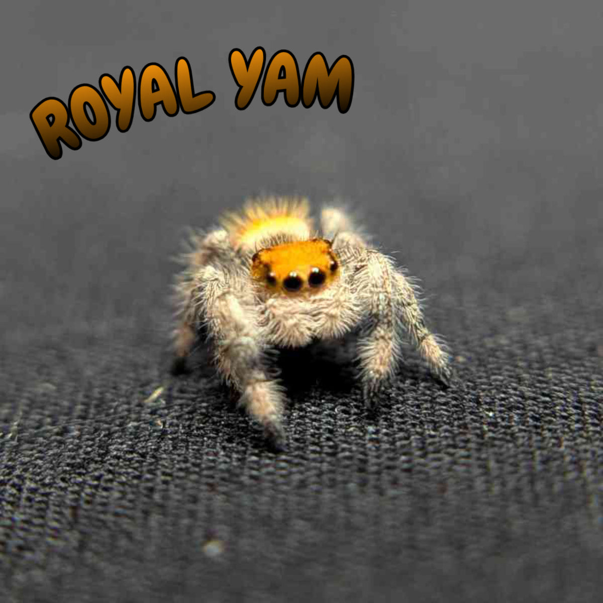 Regal Jumping Spider “Royal Yam”