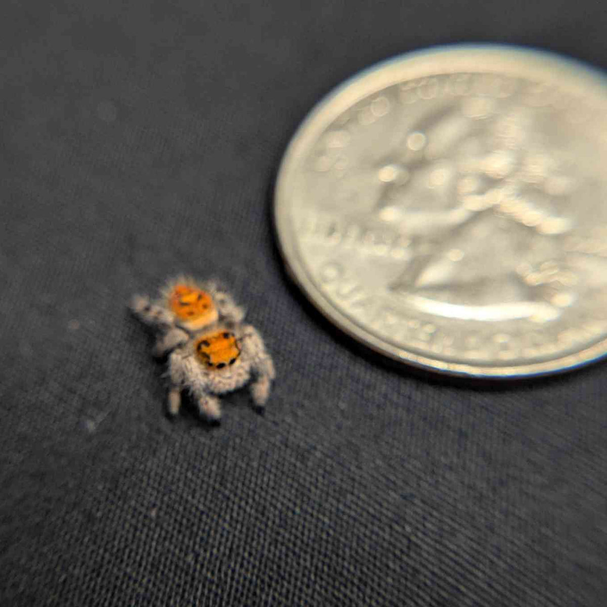Regal Jumping Spider "Toasty"