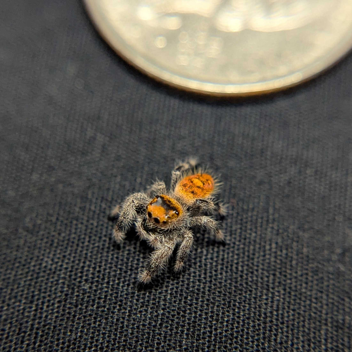 Regal Jumping Spider “Magnolia”