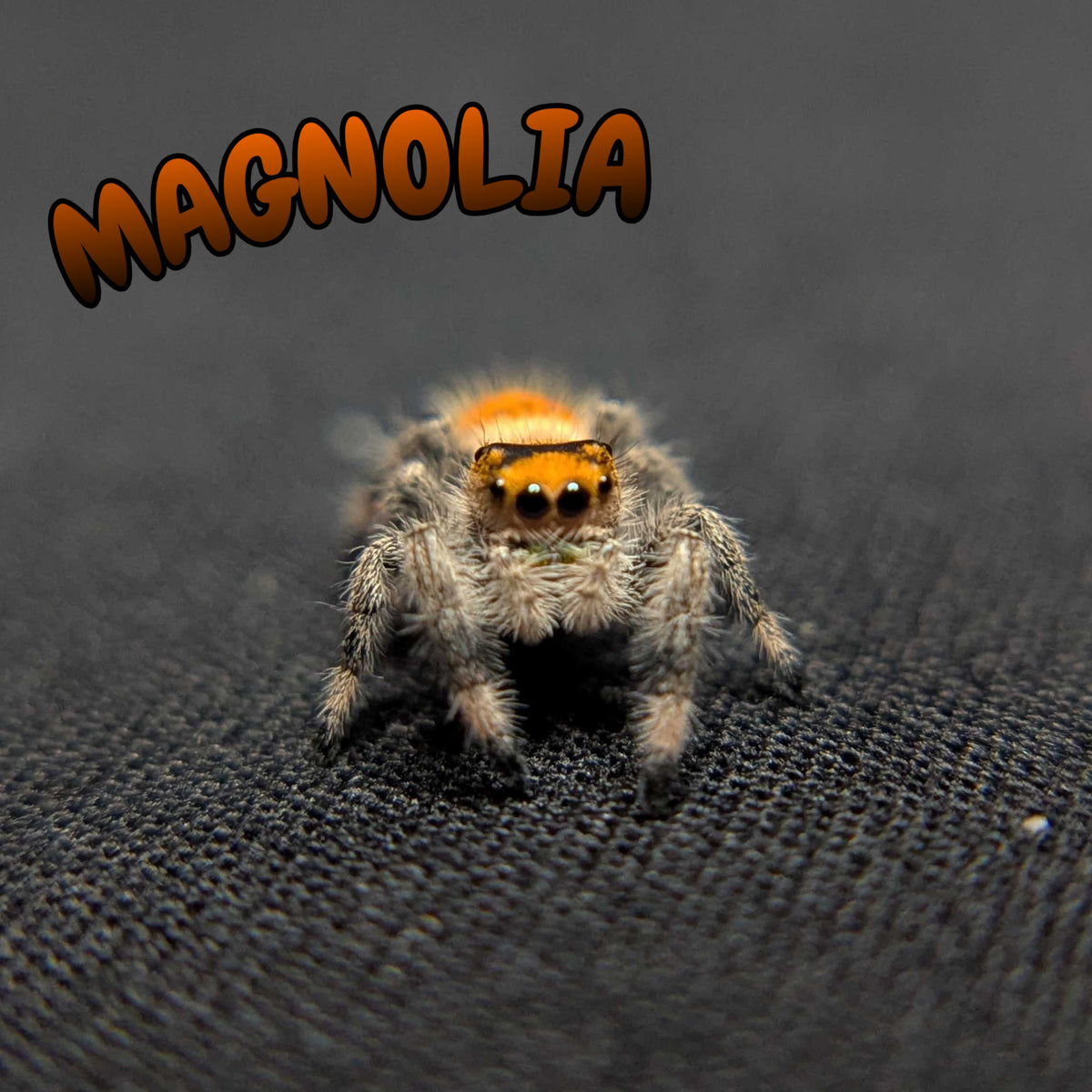 Regal Jumping Spider “Magnolia”