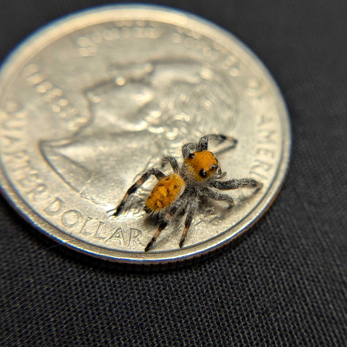 Regal Jumping Spider “Vera”