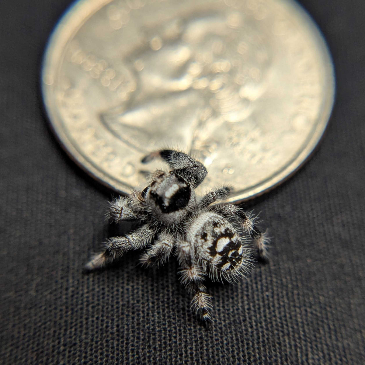 Regal Jumping Spider "Clover"