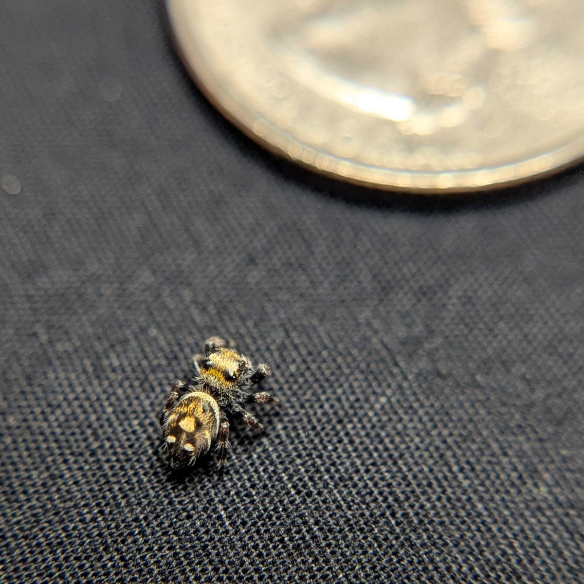 Regal Jumping Spider "Papaya"