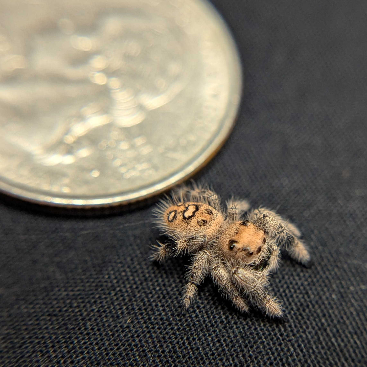 Regal Jumping Spider "Lucy”