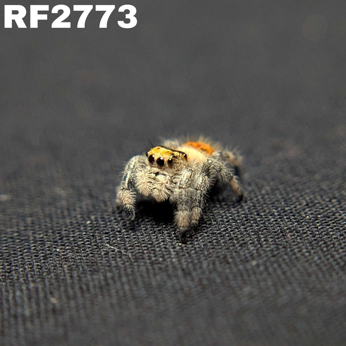 Regal Jumping Spider "Starburst"