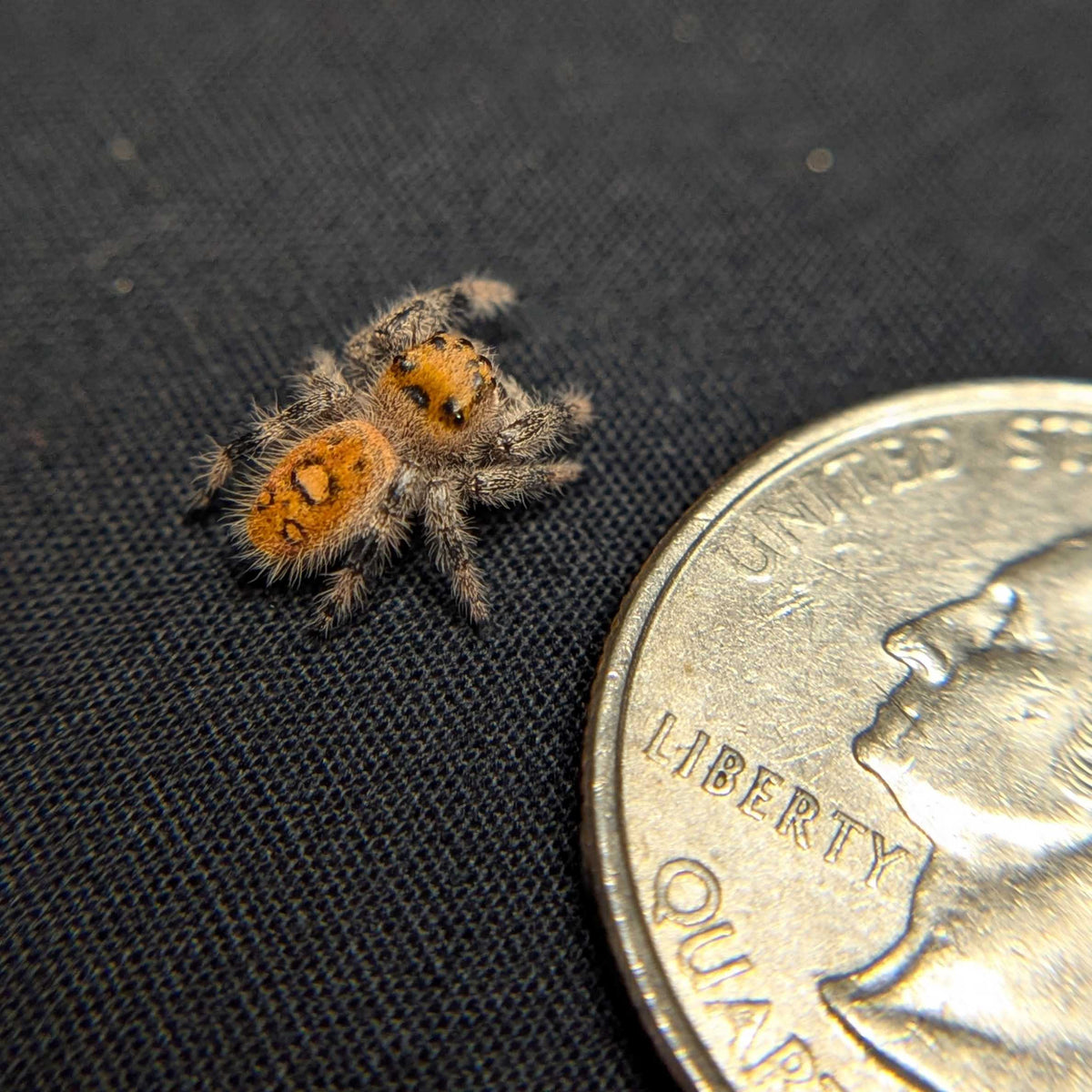 Regal Jumping Spider "Jam"
