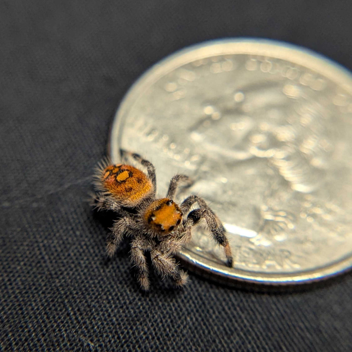 Regal Jumping Spider "Orange"