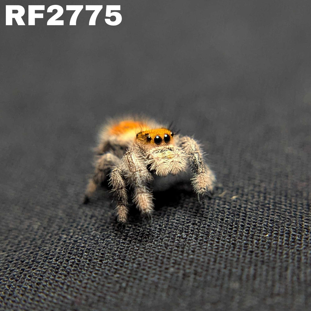 Regal Jumping Spider "Orange"