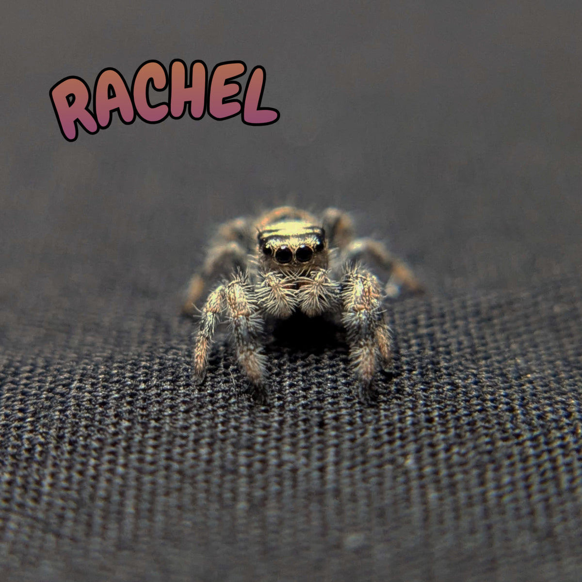 Regal Jumping Spider "Rachel"