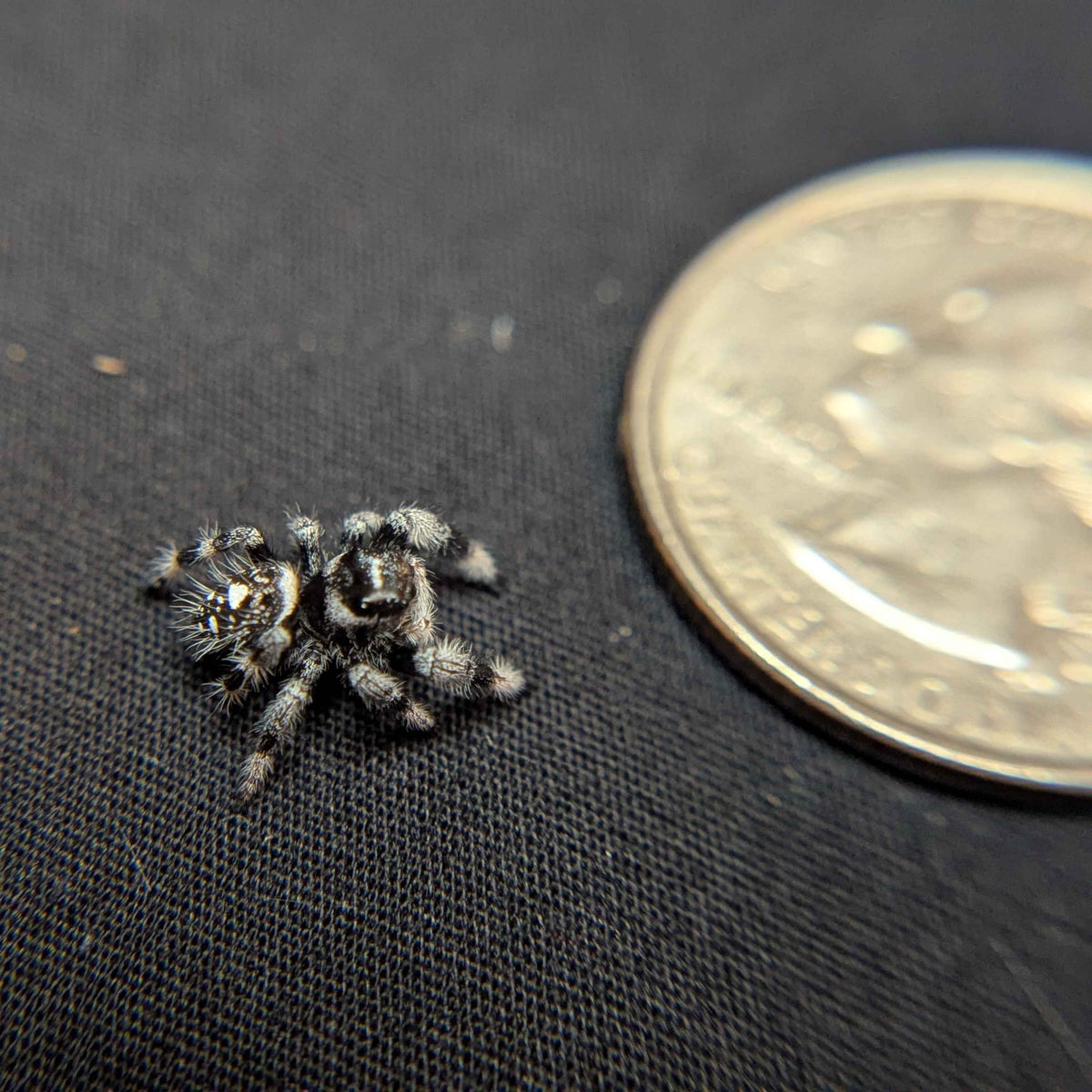 (Apalachicola Locale) Regal Jumping Spider “Donner”