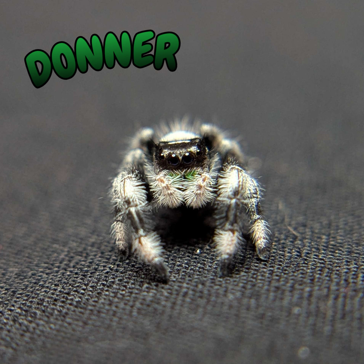 (Apalachicola Locale) Regal Jumping Spider “Donner”