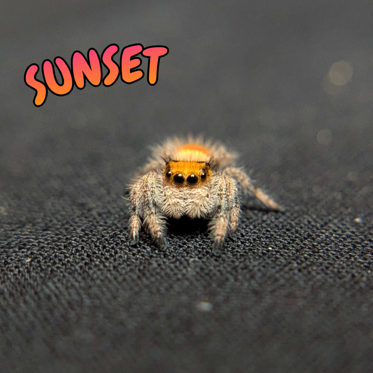 Regal Jumping Spider "Sunset"