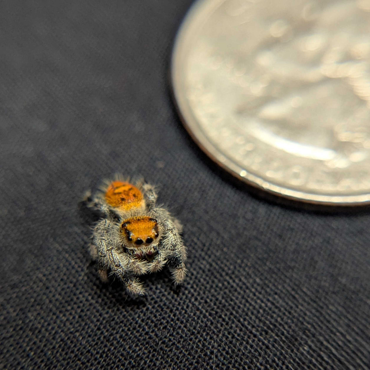 Regal Jumping Spider "Fireball"