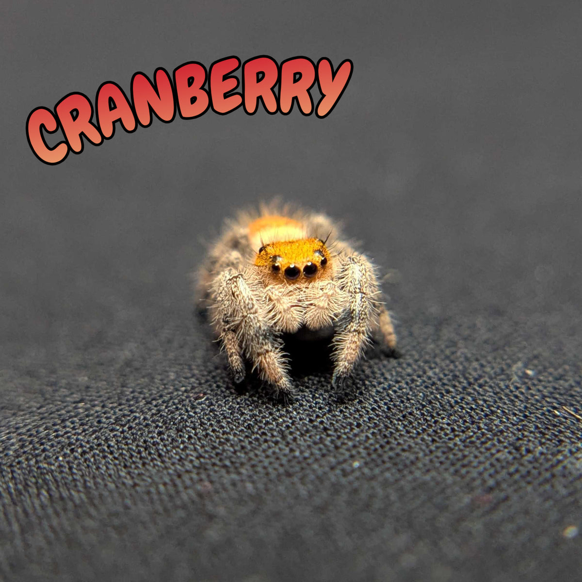 Regal Jumping Spider "Cranberry"