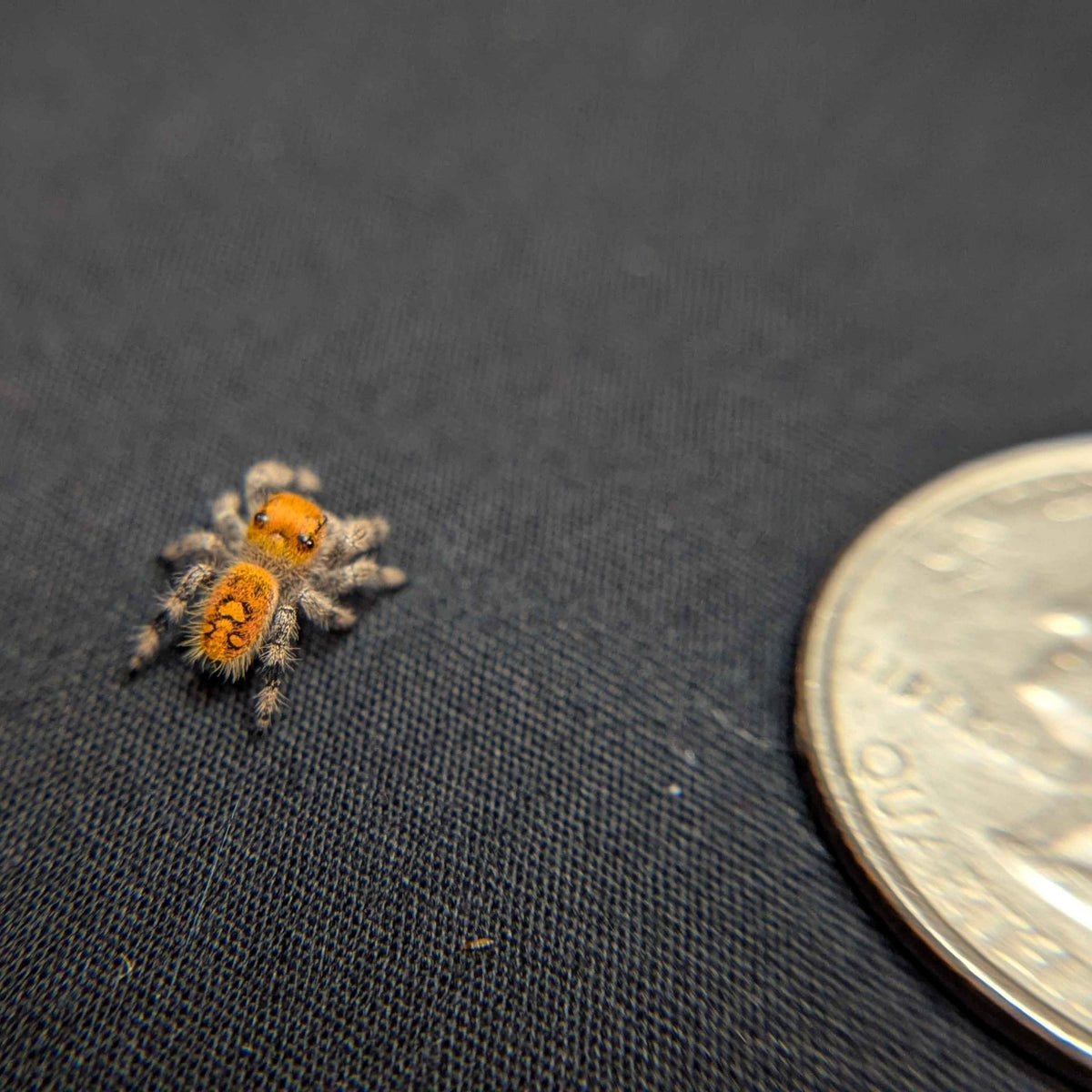 Regal Jumping Spider "Sherbert"