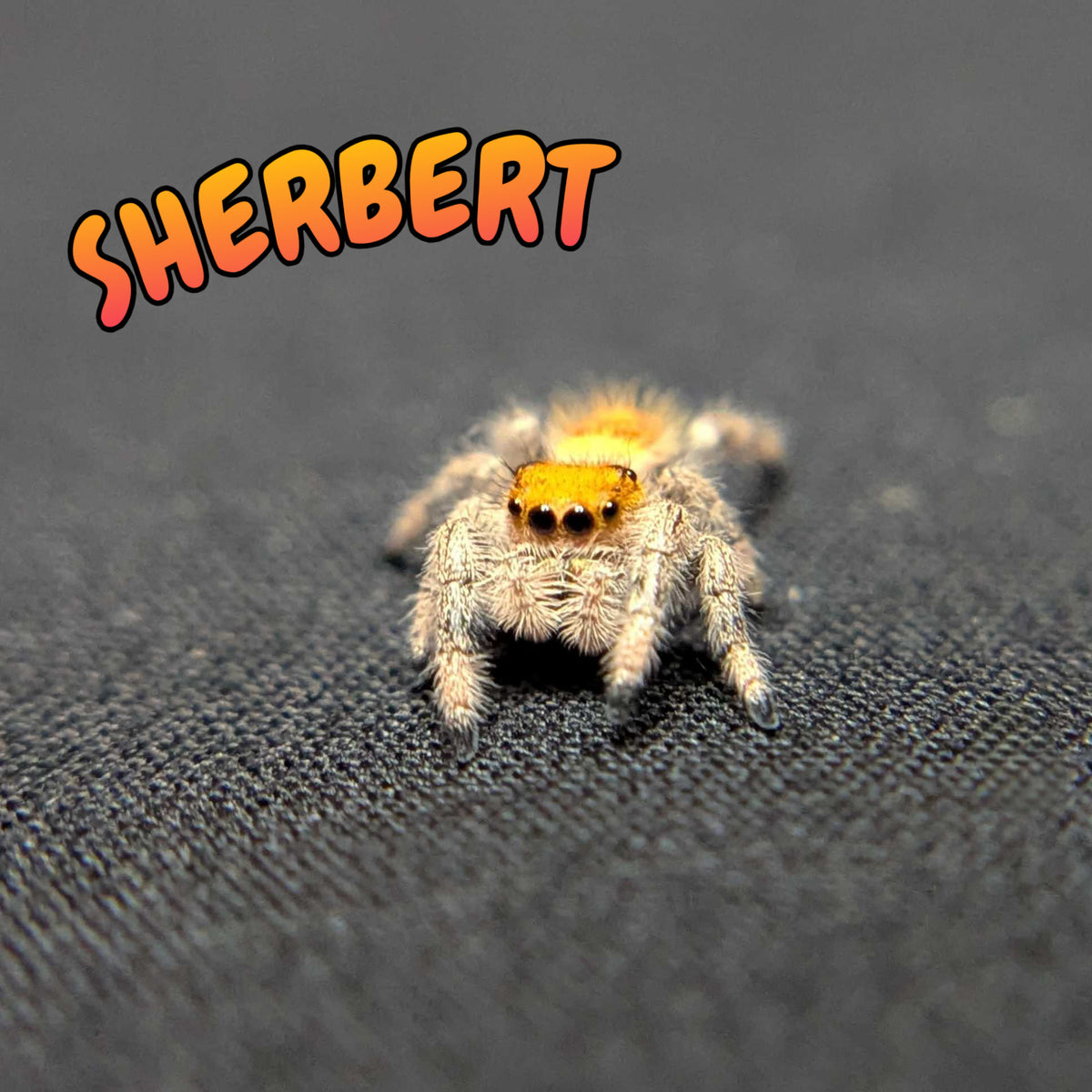 Regal Jumping Spider "Sherbert"