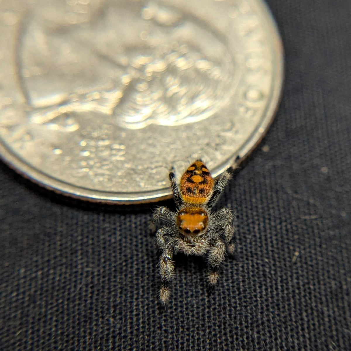 Regal Jumping Spider "Smoothie"