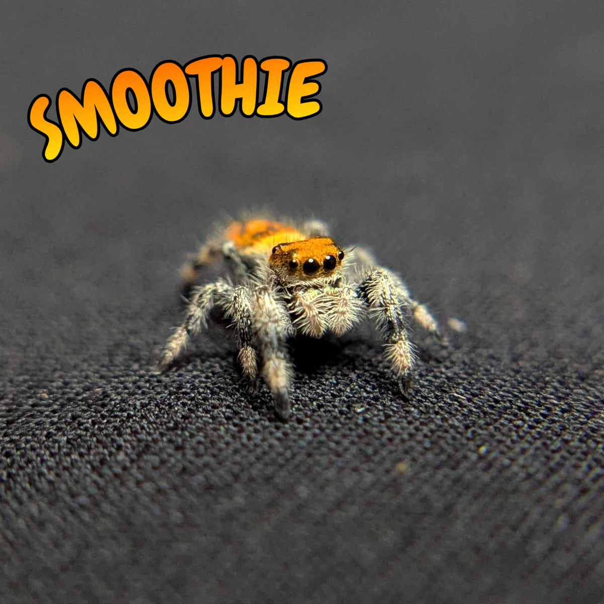 Regal Jumping Spider "Smoothie"