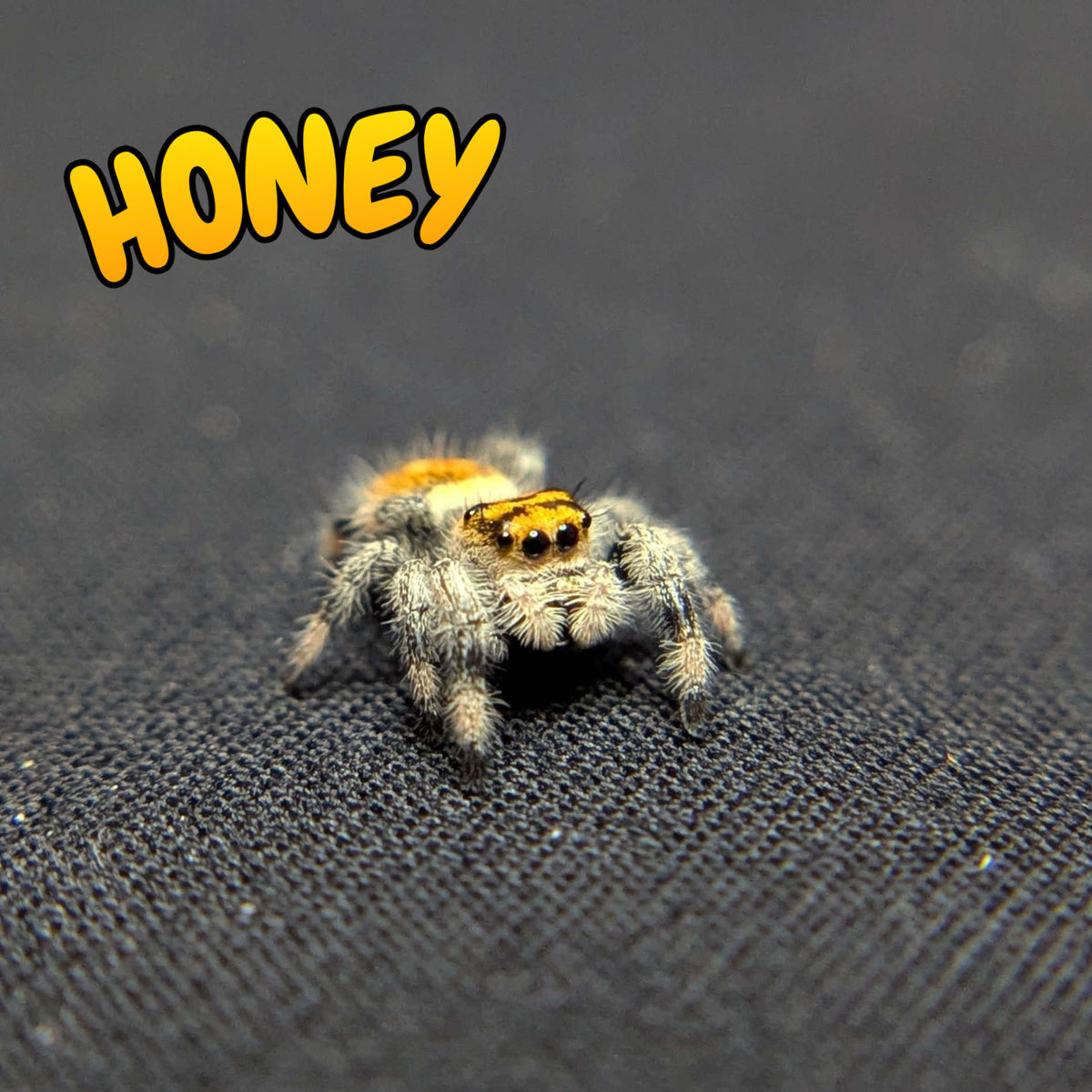 Regal Jumping Spider "Honey"