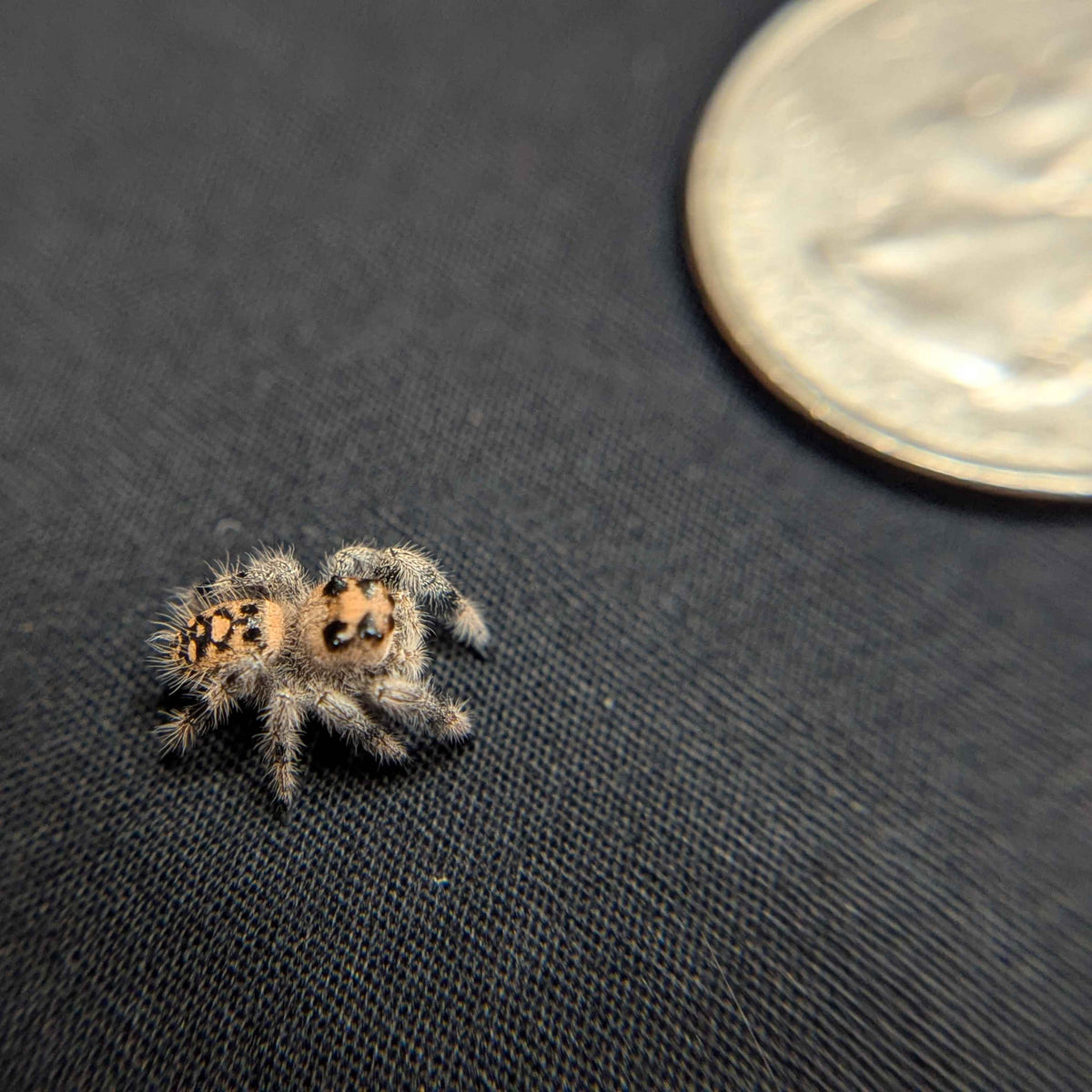 Regal Jumping Spider "Jasmine"