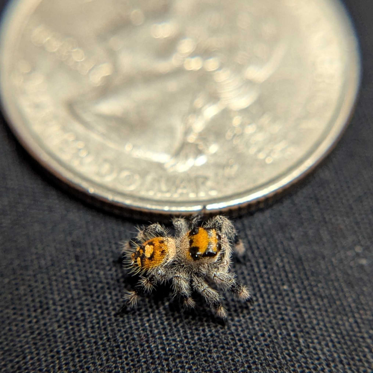 Regal Jumping Spider "Butternut"