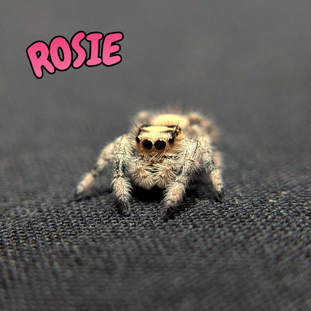 Regal Jumping Spider "Rosie"