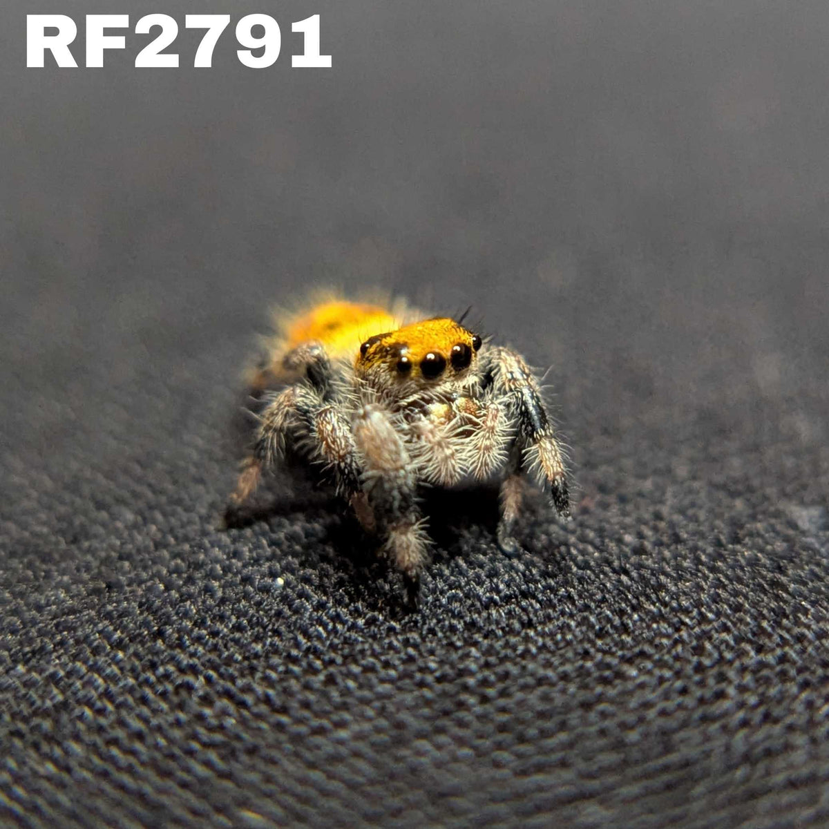 Regal Jumping Spider "Bell"