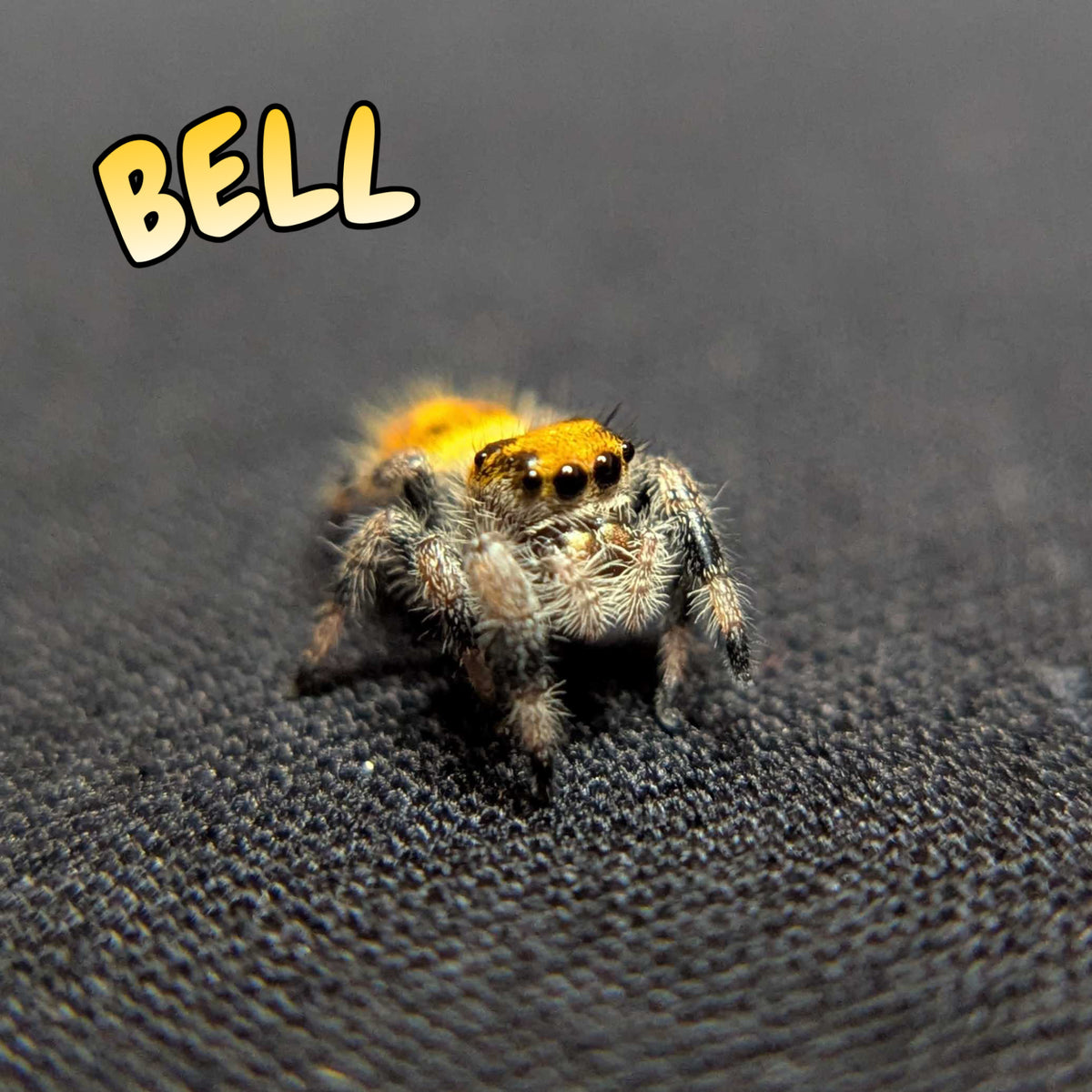 Regal Jumping Spider "Bell"