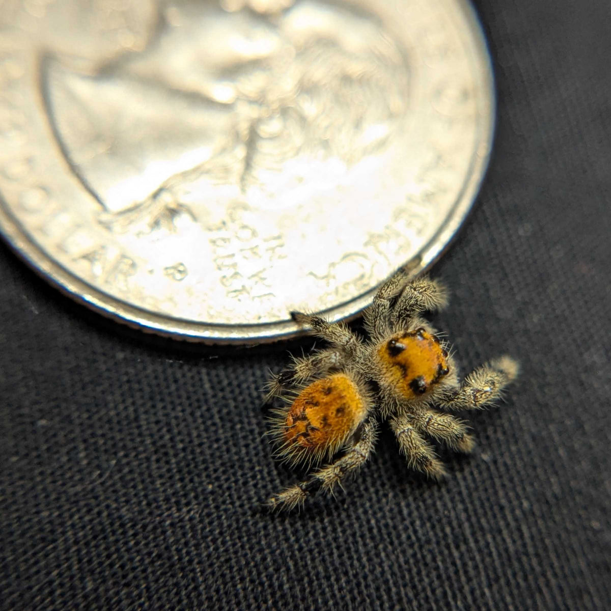 Regal Jumping Spider "Ruby"