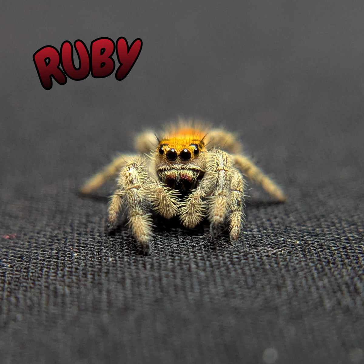 Regal Jumping Spider "Ruby"