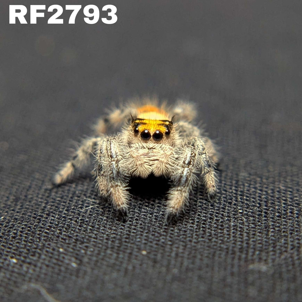 Regal Jumping Spider “Aurelia”