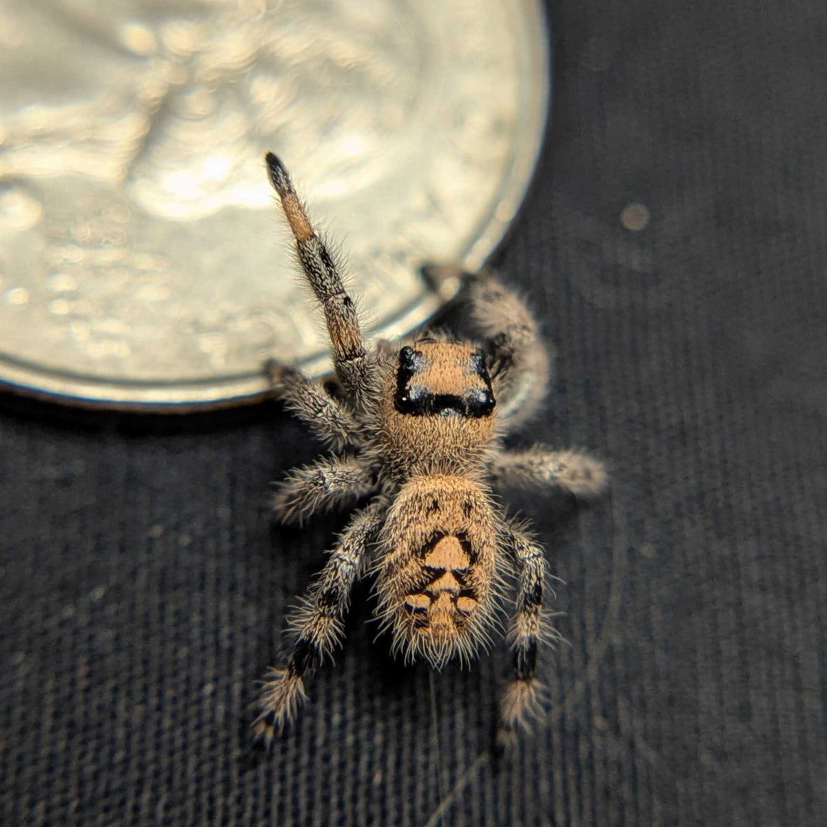 Regal Jumping Spider "Hazel"